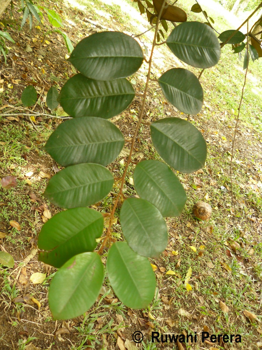 Chrysophyllum oliviforme L.
